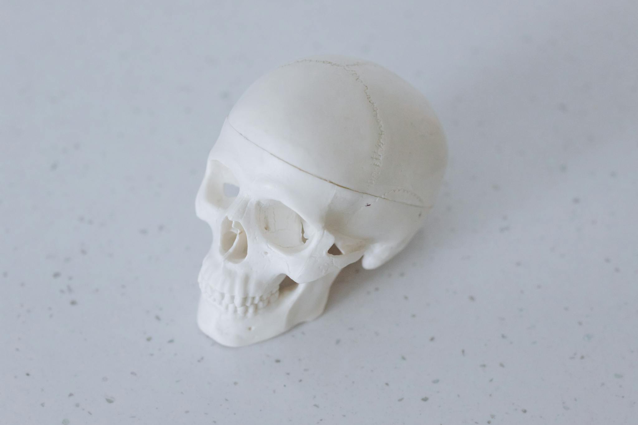 Close-up of a realistic white skull model placed on a speckled white surface.